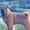 Selling out my Chinese Shar pei a champion Male