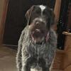 Wire haired pointing griffons”Puppies on the way
