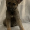 AKC German Shepherd puppies