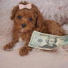 Poodles - FINANCING AND HAND DELIVERY Maltese, Pomeranian, Chihuahuas