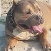 Miagi bloodline Bully   For STUD !!!