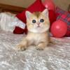 NEW Elite Scottish straight kitten from Europe with excellent pedigree, male. Dambo