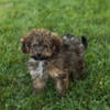 Cavapoo male and female puppies in Indiana 