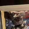 Rehoming Bully pups