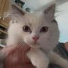 Ragdoll female kitten