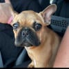 7 month old male unaltered French Bulldog