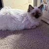 Candy: Chocolate Female Ragdoll
