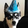 3 year old Siberian Husky boy for Sale!