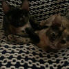 Tortoiseshell sisters