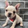 French bulldog puppies for sale, New York  New Jersey