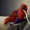 Vosemari Female eclectus