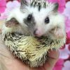 Hedgehogs Very friendly held daily Pedigreed & Health Guaranteed