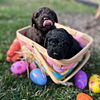 Spanish Water Dog puppies for sale