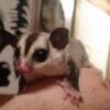 Need to re-home your sugar glider?