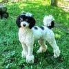 AKC Poodles-Small Standard/Moyen size