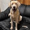 STUD ALERT AKC YELLOW DUDLEY MALE LAB PROVEN STUD