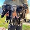 Ultimate Cane Corso Puppies!