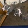 American bully pups cheap 