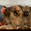 Pomeranian Puppies