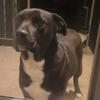 Pitbull/mastiff mix