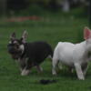 male french bulldogs