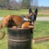 2 year old male Belgian Malinois