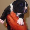 Xl American bully puppies