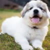 Great Pyrenees puppies ready for good homes!