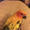 Sun conure 