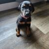 AKC Female Doberman Puppy. Ready for rehoming in mid August. Sweet, sweet girl.