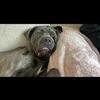Purebred Cane Corso Female