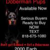 Top Quality Doberman Pinschers in California