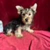 Yorkie sassy Tcup girl ( gone