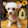 Windriver's AKC Chinese Crested Puppies