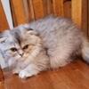Ragdoll Kittens