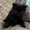 Exotic short hair Kittens 