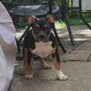 Male American Bully Puppy 