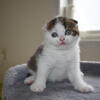 Rare Eyes scotttish straight and fold kittens males