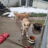 Irish cream golden stud wanted