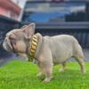 Small & Compact Female Frenchie Puppy