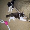 Maine coon Mix kittens 