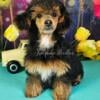 Akc Mini Poodle female