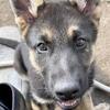 MAJOR PRICE REDUCTION  FANTASTIC PUPPIES LOOKING FOR FOREVER HOME
