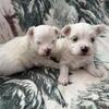 AKC Male Maltese Puppies