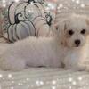 Morkiepoo girl