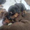 Doberman Pinscher Puppies for sale