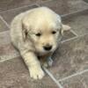 AKC golden retriever puppies