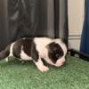 Micro exotic bully puppies