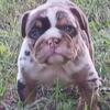 English bulldog 