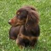 Mini Dachshund Female Chocolate/Tan Long Hair